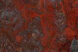 Polished Stromatolite (Collenia) Slab - Minnesota #311084-1